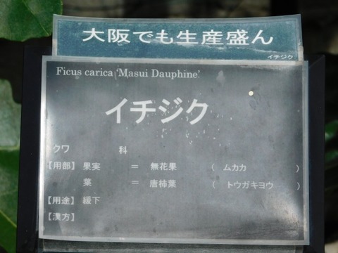 DSCN7215