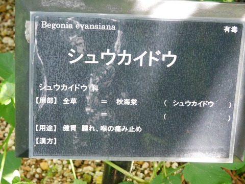 DSCN7173