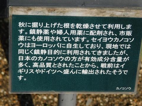 DSCN3951