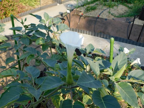 DSCN5538