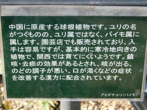 DSCN6300