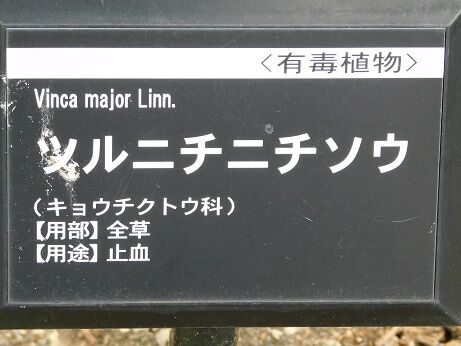 DSCN7245