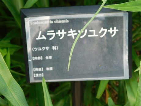 DSCN4903