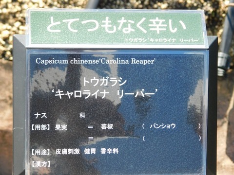 DSCN7437