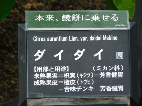 DSCN6885