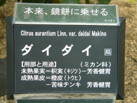 DSCN8434