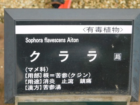 DSCN6771