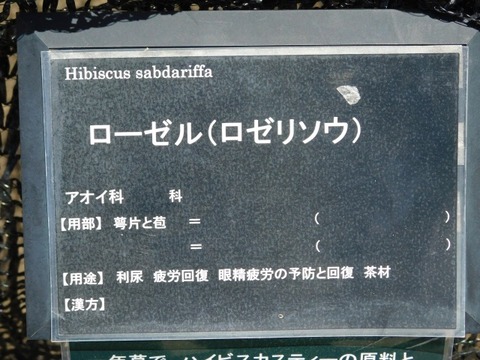 DSCN7271