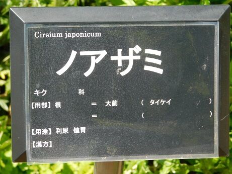 DSCN7775