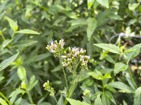 IMG_20260911_134430901_HDR