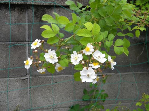DSCN8978