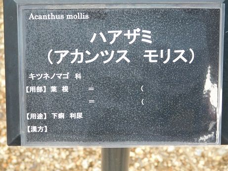 DSCN5029