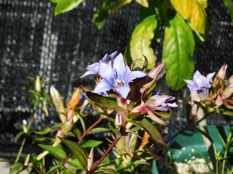DSCN5411