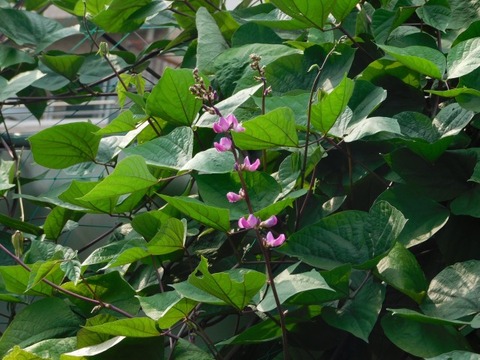 DSCN7346
