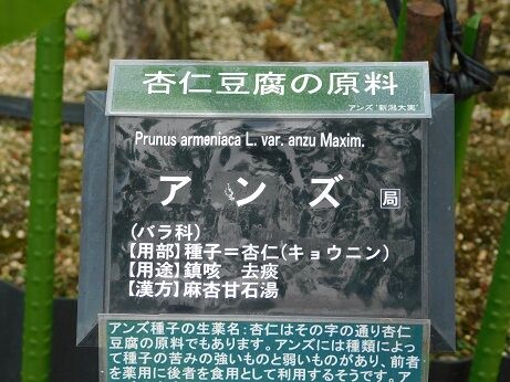 DSCN9253