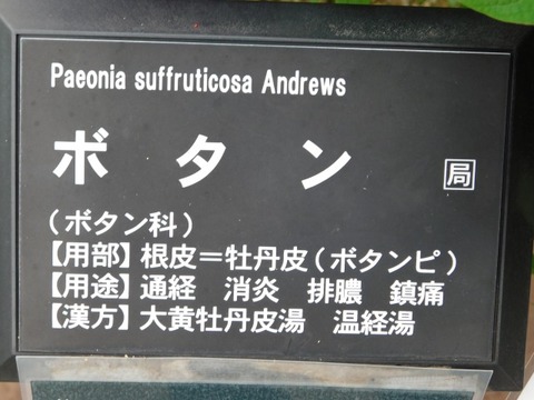DSCN6512