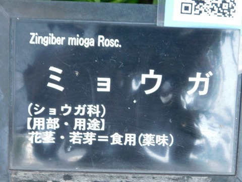 DSCN2739