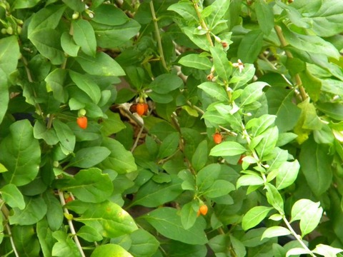DSCN9934