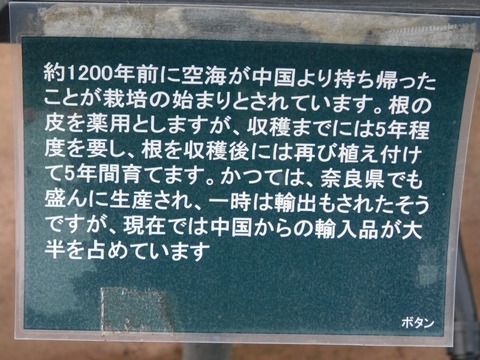 DSCN5926