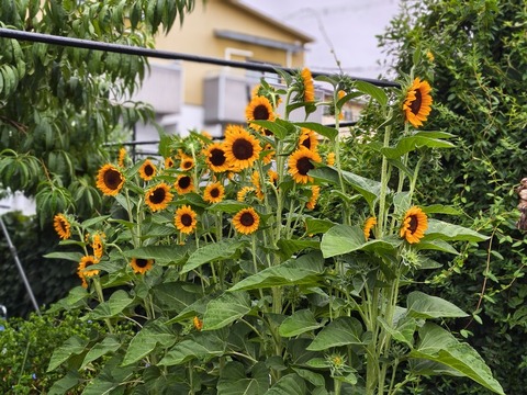 IMG_20260903_083722499_HDR_PORTRAIT