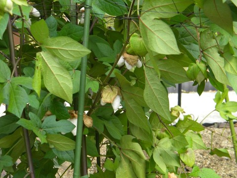 DSCN0007
