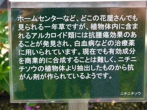 DSCN7233