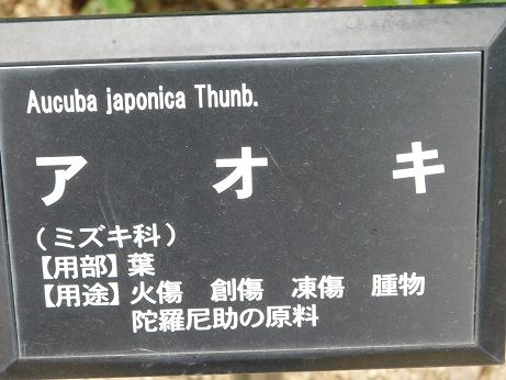 DSCN4524