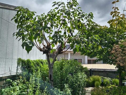IMG_20260911_134414164_HDR