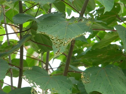 DSCN9670