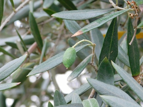 DSCN7010