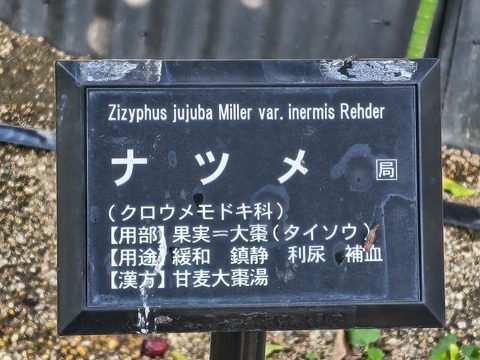IMG_20260925_071956773_HDR