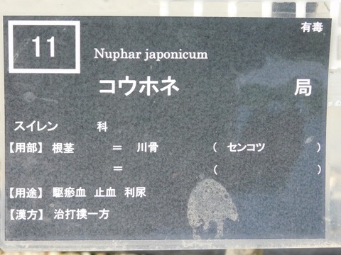 DSCN6656