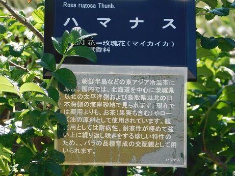 DSCN4793