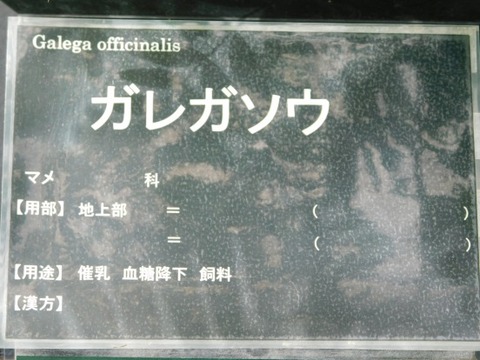 DSCN2102
