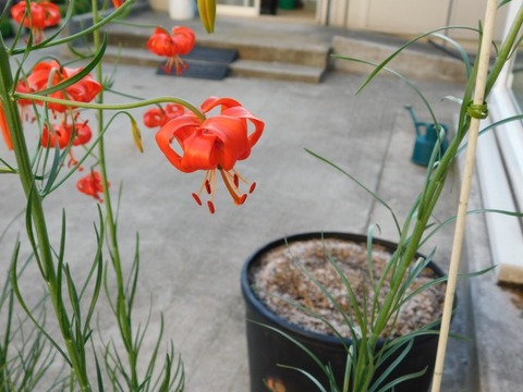 DSCN6663