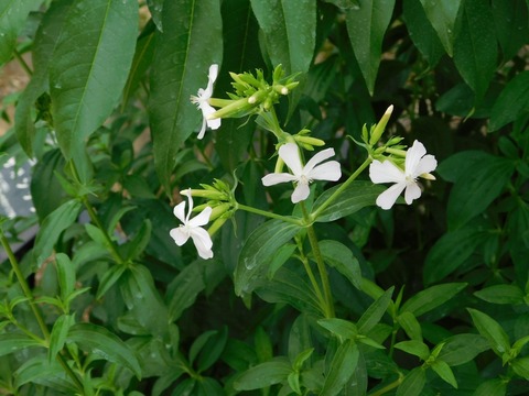 DSCN4257