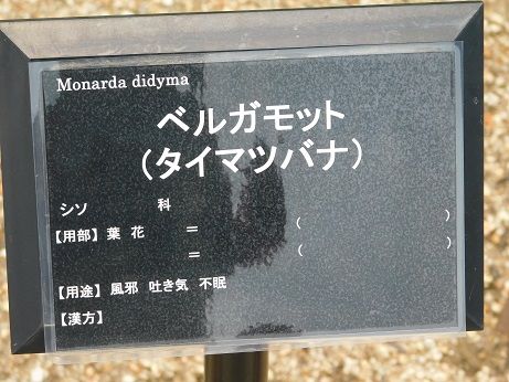 DSCN5393