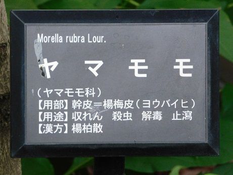 DSCN5408