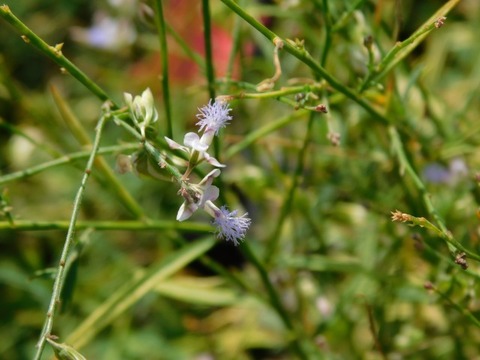 DSCN7321