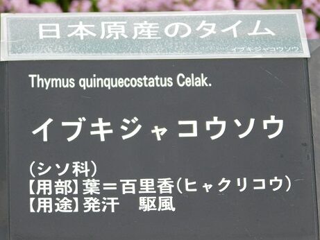 DSCN9174