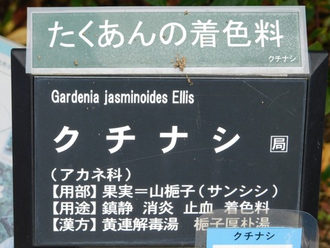 DSCN5909