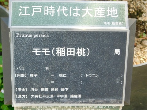DSCN6590