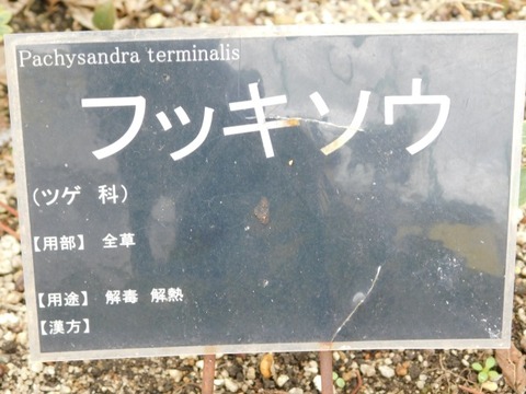 DSCN6266