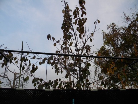 DSCN8451
