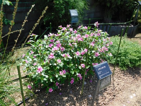 DSCN7231
