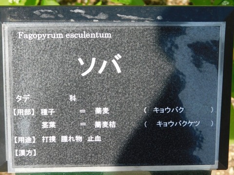 DSCN6576