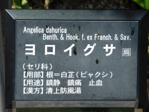 DSCN7268