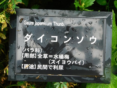 DSCN4404