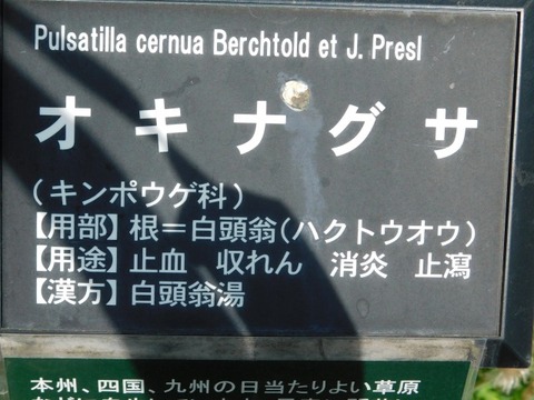 DSCN6599