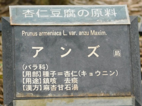 DSCN6805